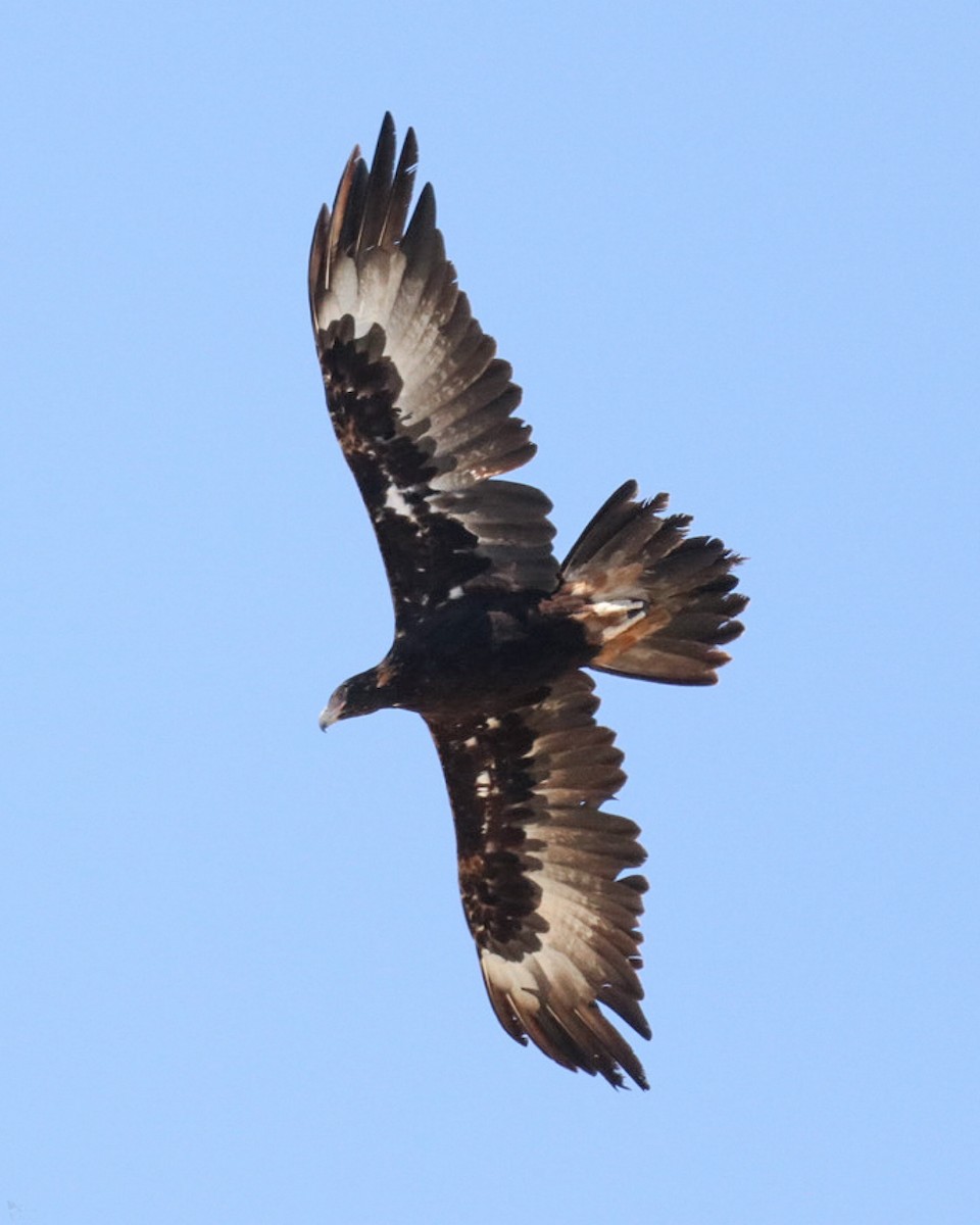 Wedge-tailed Eagle - ML615454999