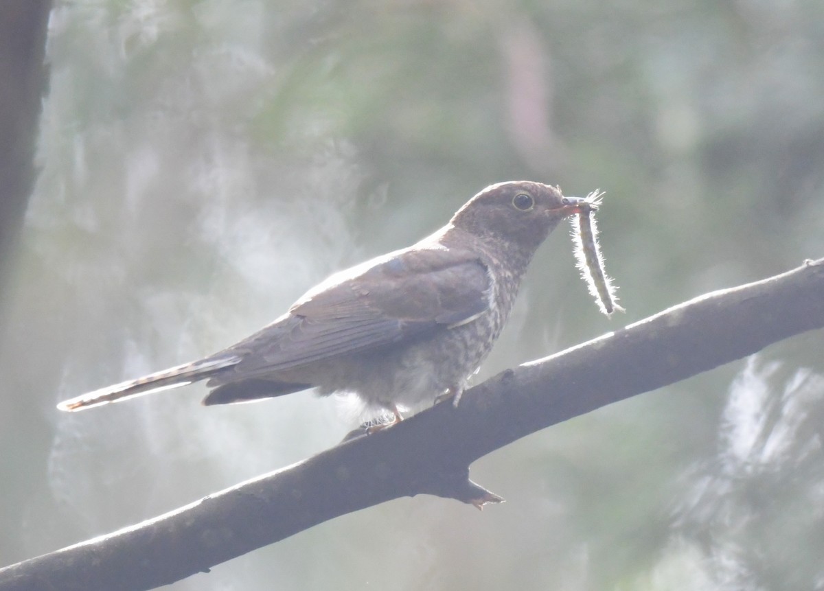Fan-tailed Cuckoo - ML615455024