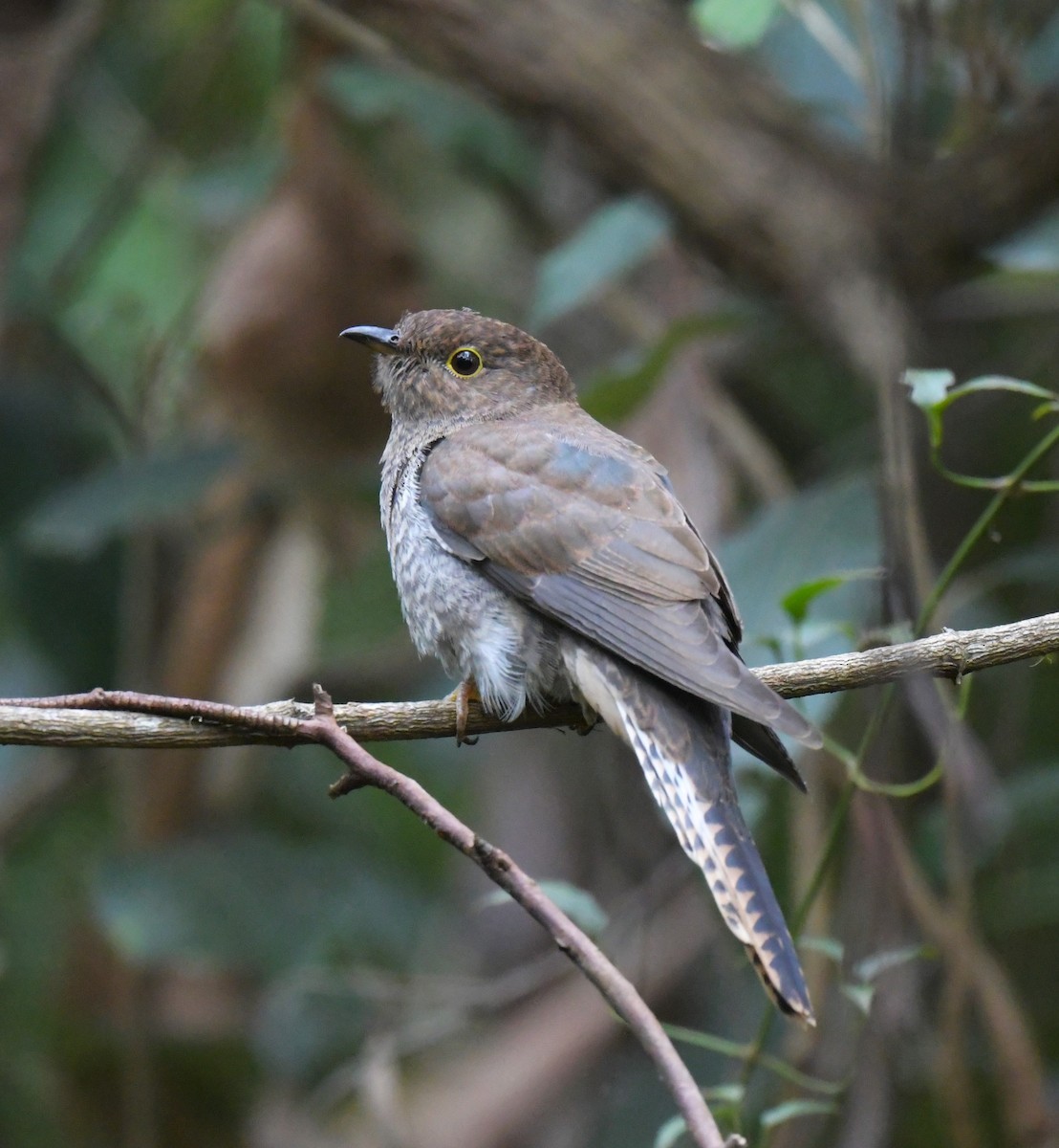 Fan-tailed Cuckoo - ML615455025