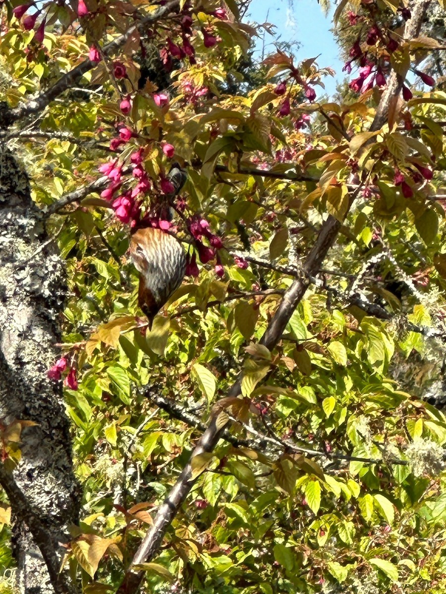 Taiwan Bird Atlas Checklist - 28 Feb 2024 - 嘉義--阿里山森林遊樂區沼平(車站&公園 ...