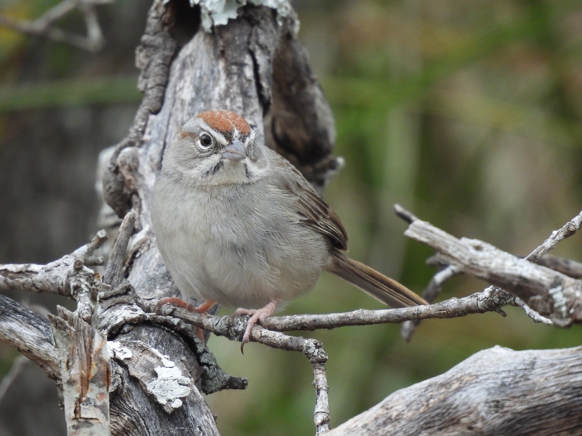 Rufous-crowned Sparrow - Patty Leslie Pasztor