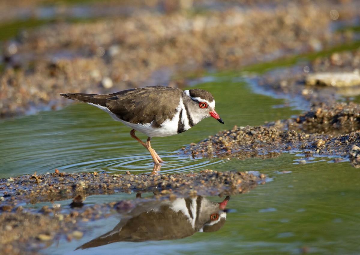 Three-banded Plover (African) - ML615455160