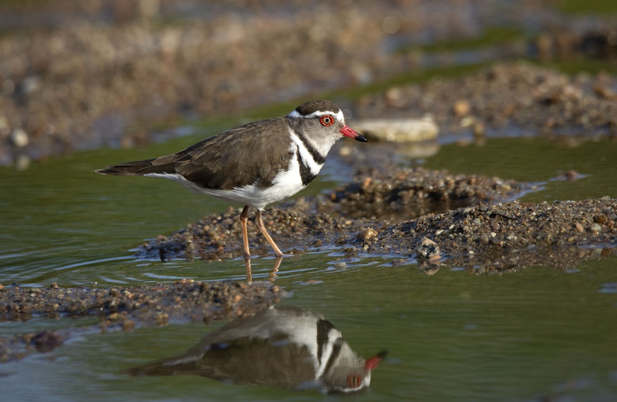 Three-banded Plover (African) - ML615455161