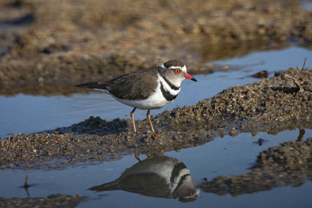 Three-banded Plover (African) - ML615455162
