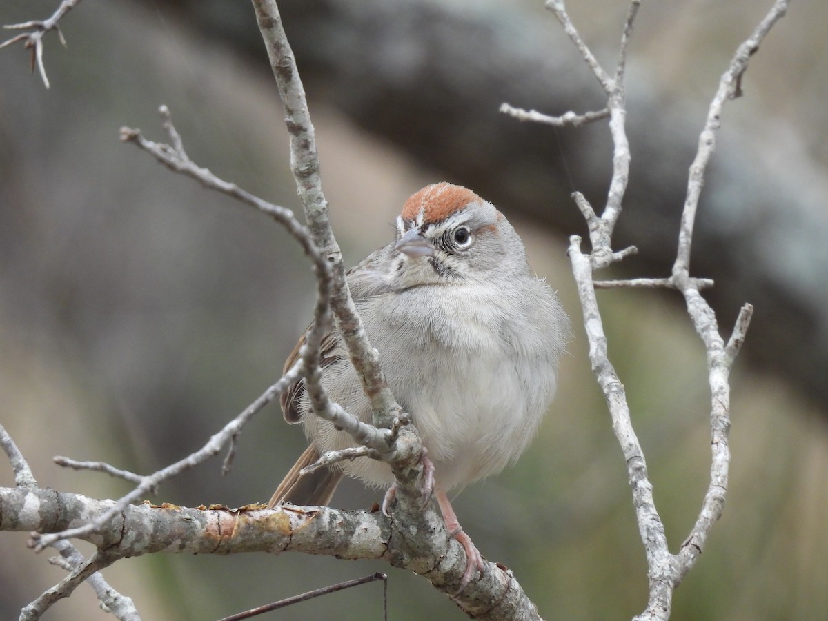 Rufous-crowned Sparrow - Patty Leslie Pasztor