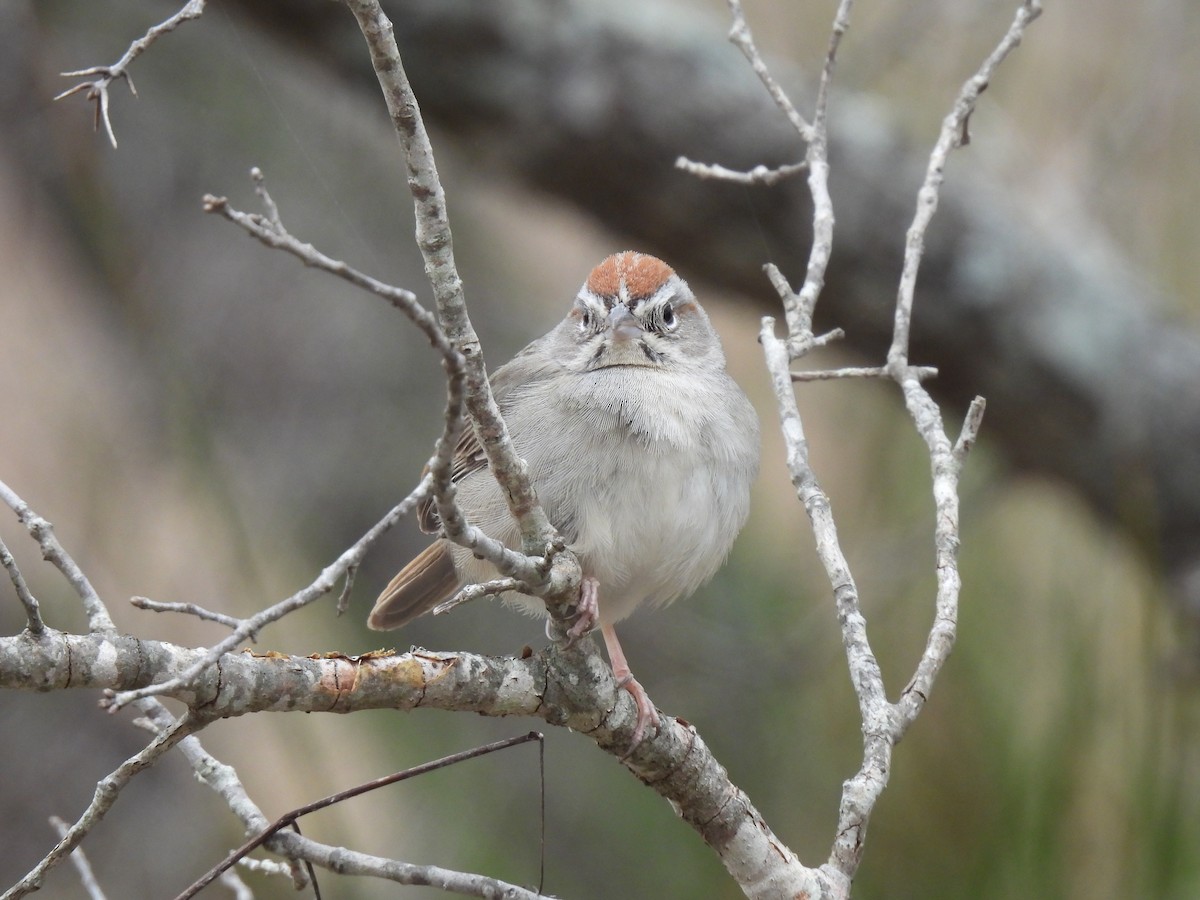 Rufous-crowned Sparrow - ML615455223