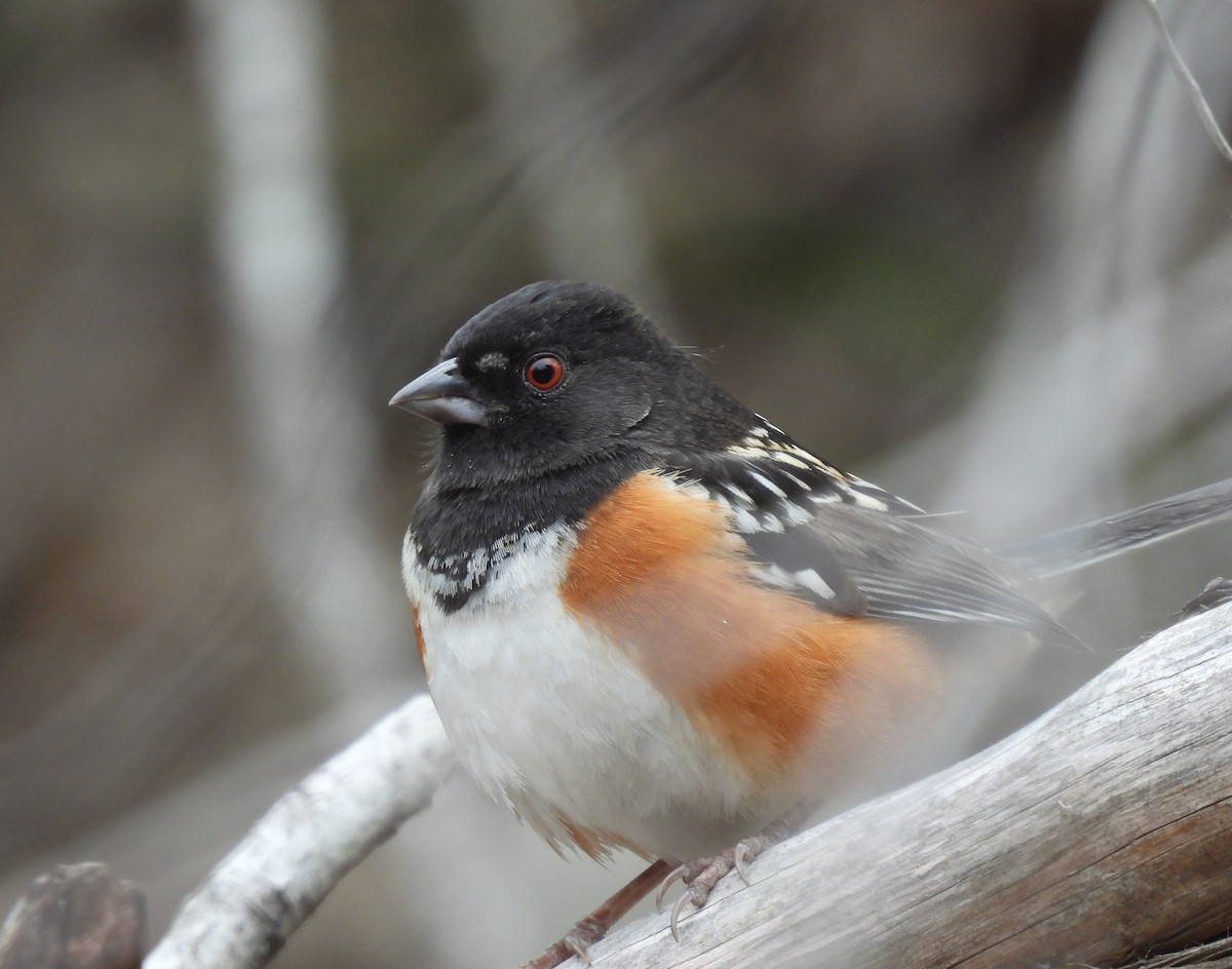 Spotted Towhee - Patty Leslie Pasztor