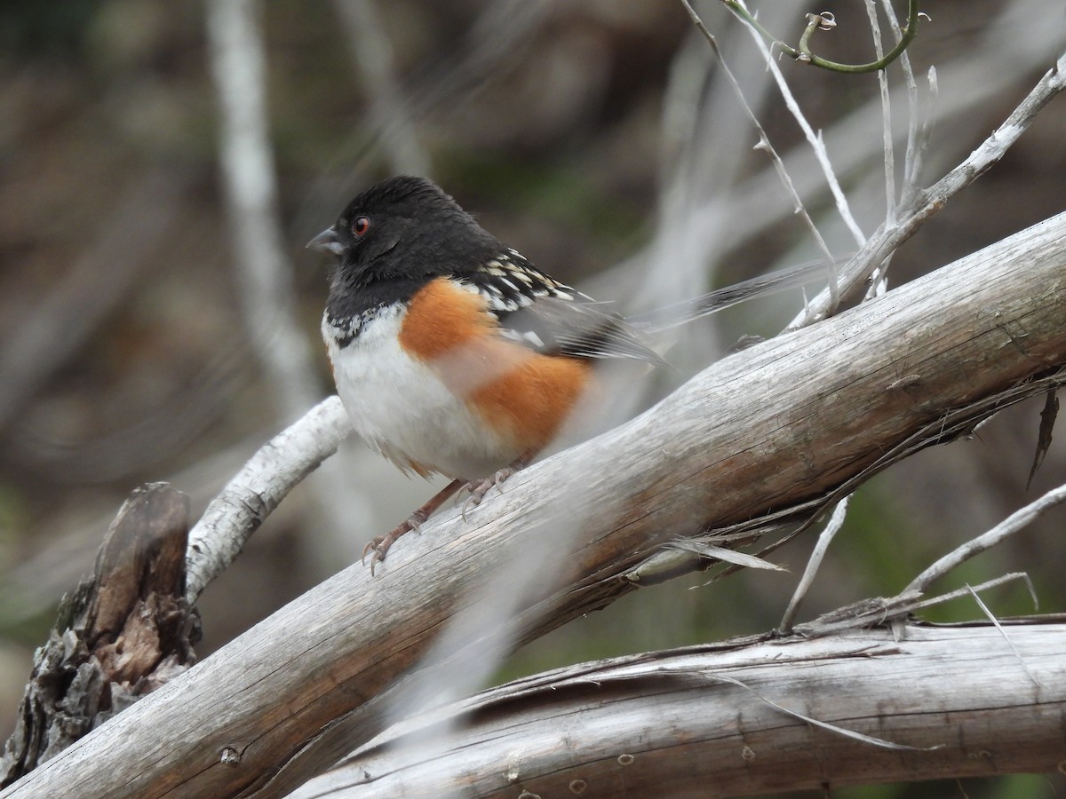 Spotted Towhee - ML615455317