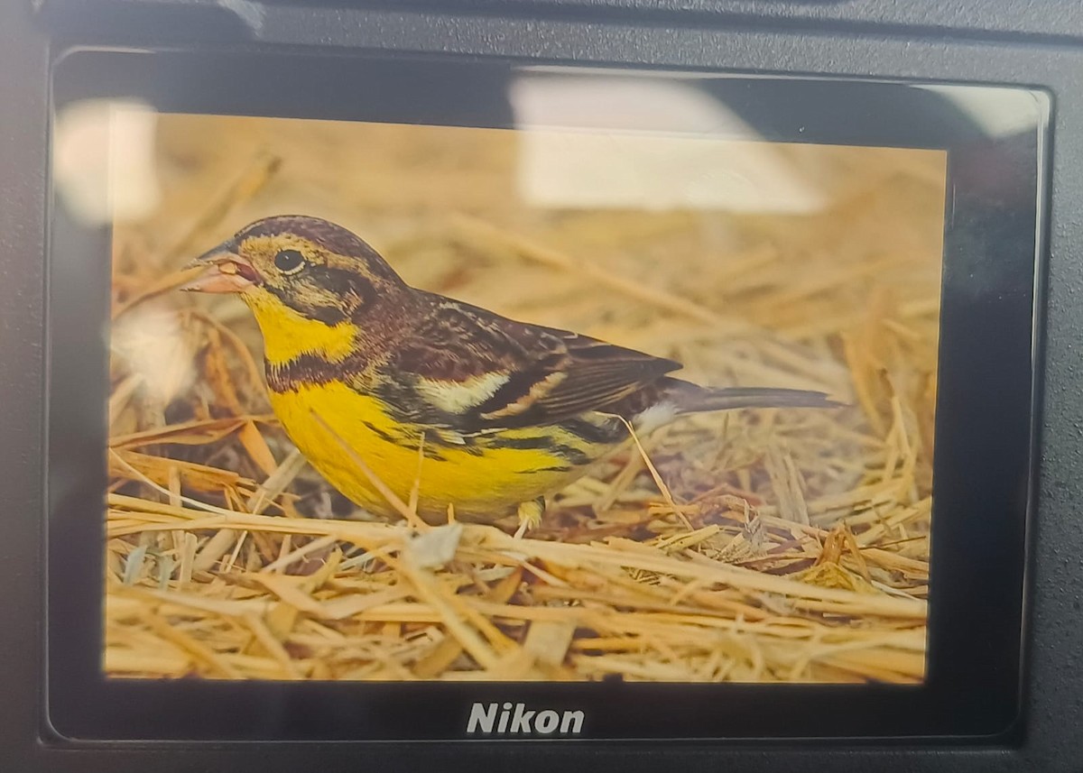 Yellow-breasted Bunting - ML615455338