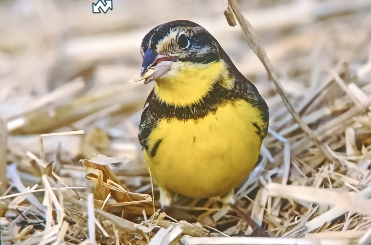 Yellow-breasted Bunting - ML615455341
