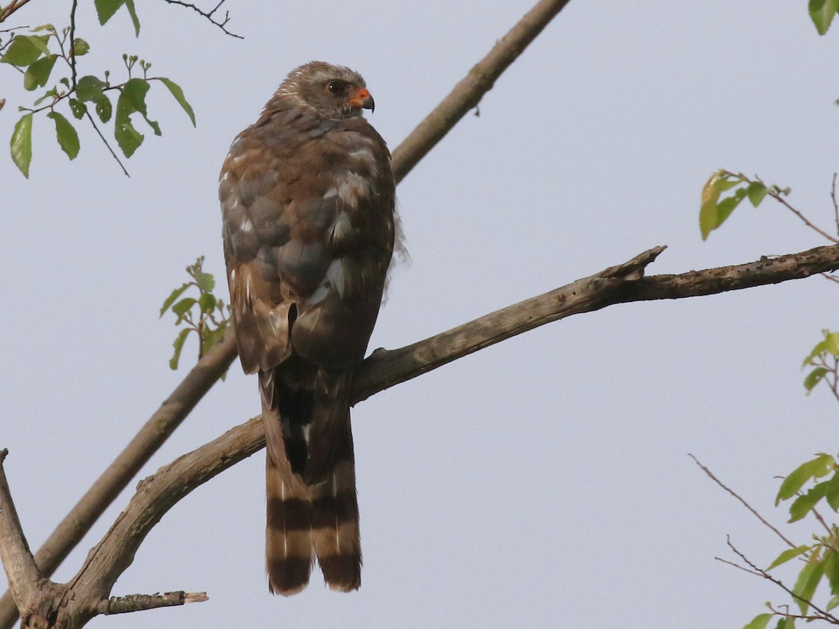 Ovambo Sparrowhawk - ML615455451