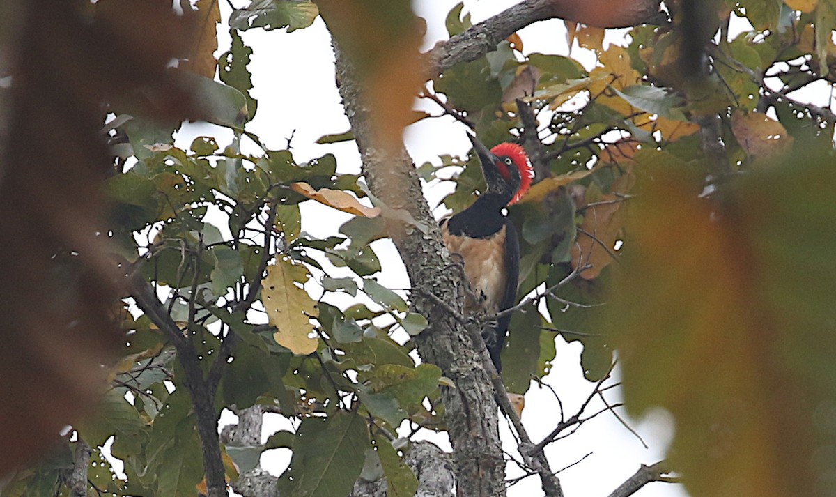 White-bellied Woodpecker - ML615455518