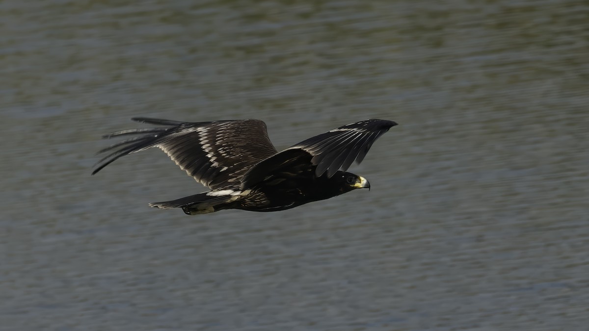 Greater Spotted Eagle - ML615455521
