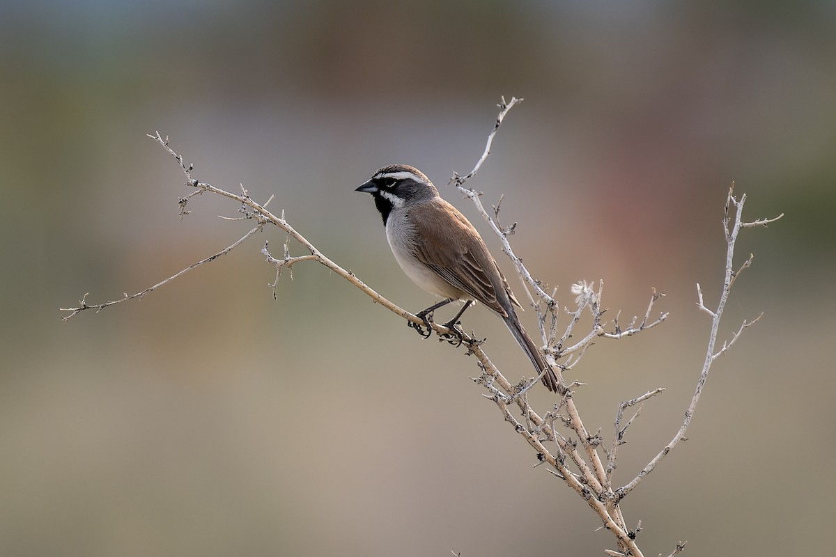 Black-throated Sparrow - Ruslan Balagansky