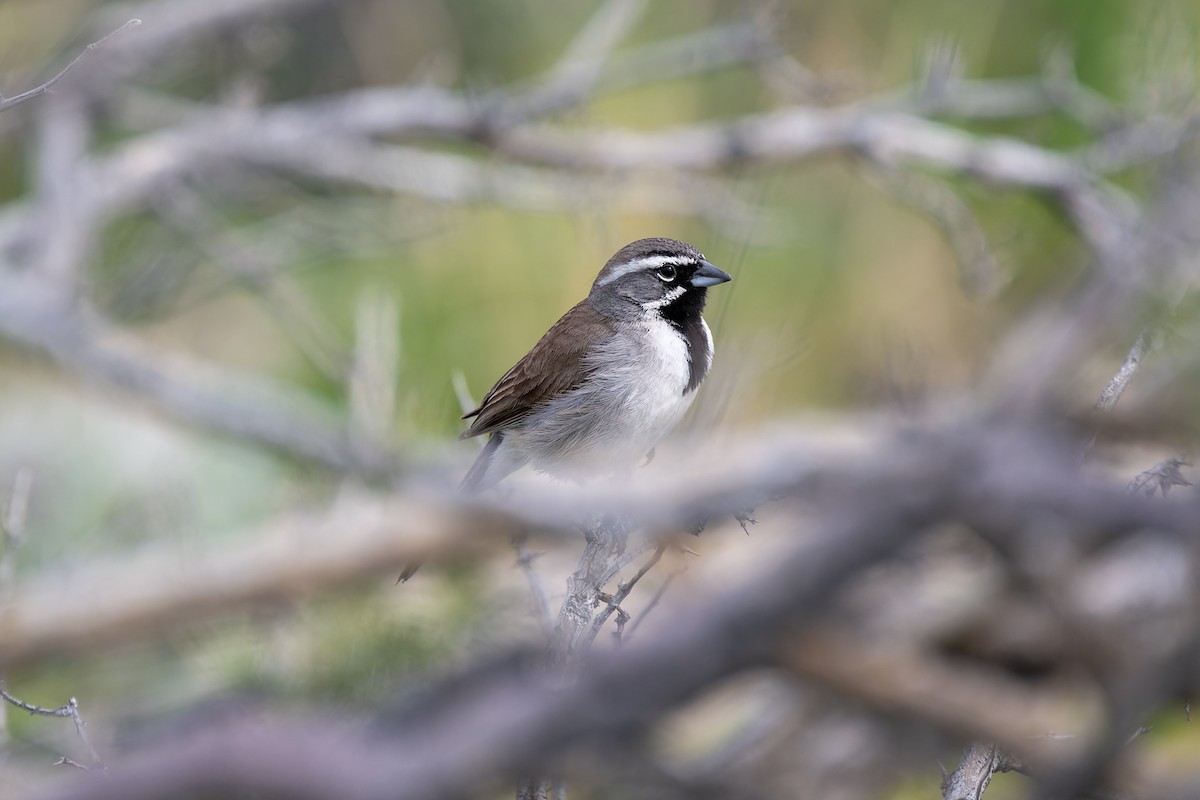 Black-throated Sparrow - ML615455540