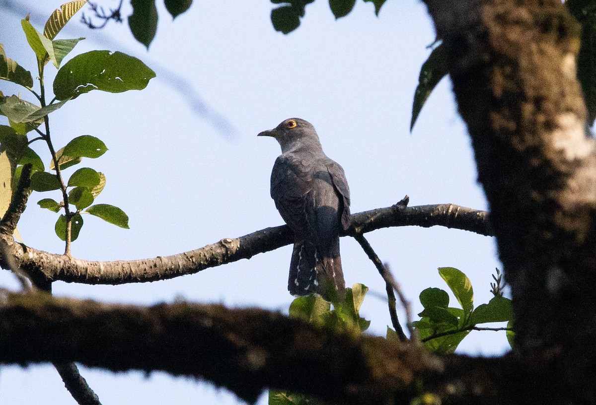 Himalayan Cuckoo - Sathyan Meppayur