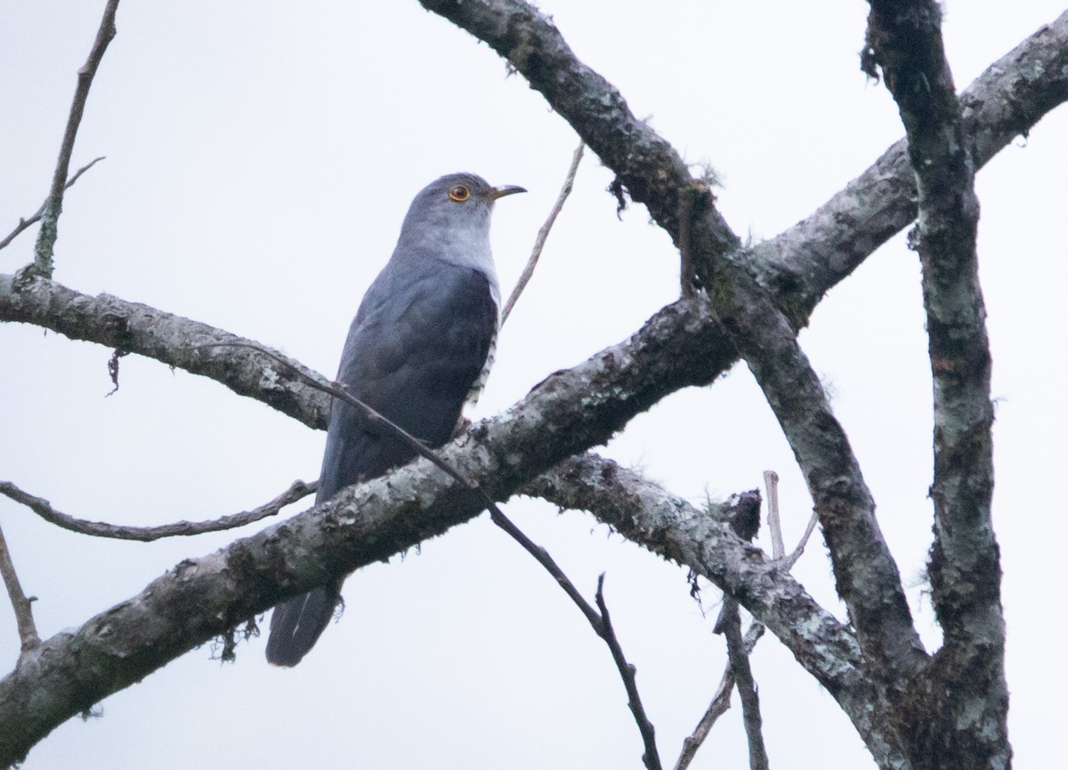 Himalayan Cuckoo - Sathyan Meppayur