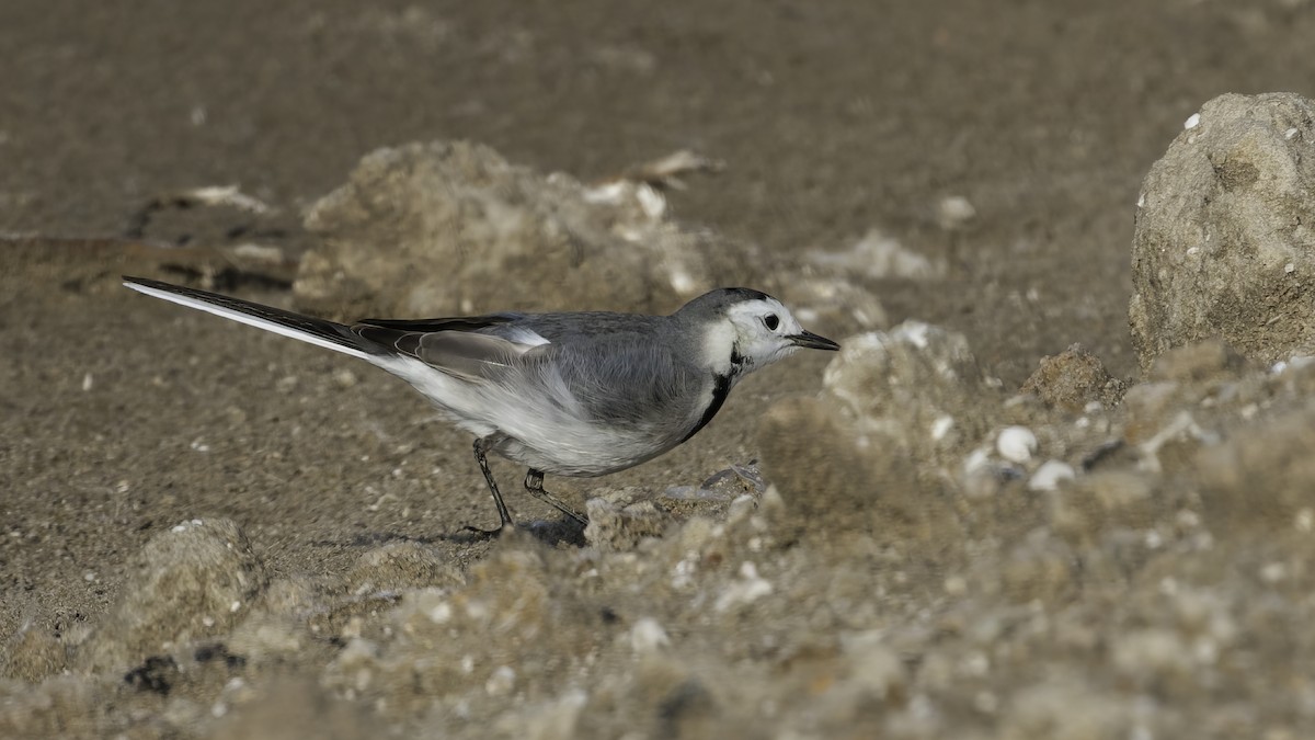 White Wagtail (White-faced) - ML615455687
