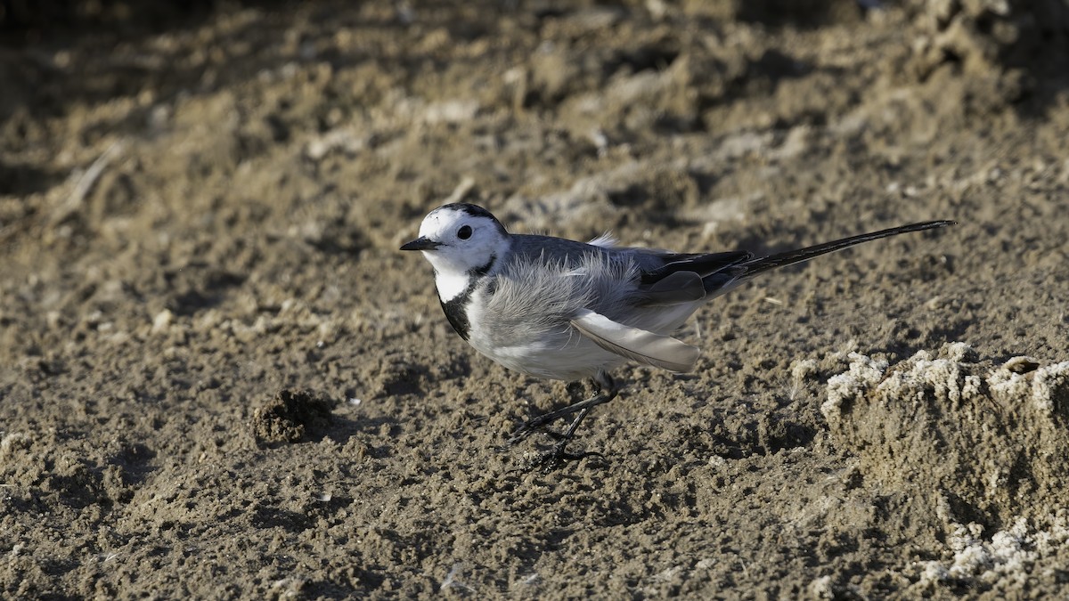 White Wagtail (White-faced) - ML615455704