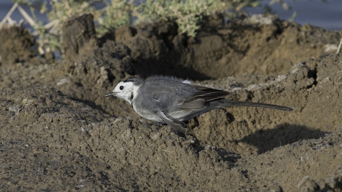 White Wagtail (White-faced) - ML615455748