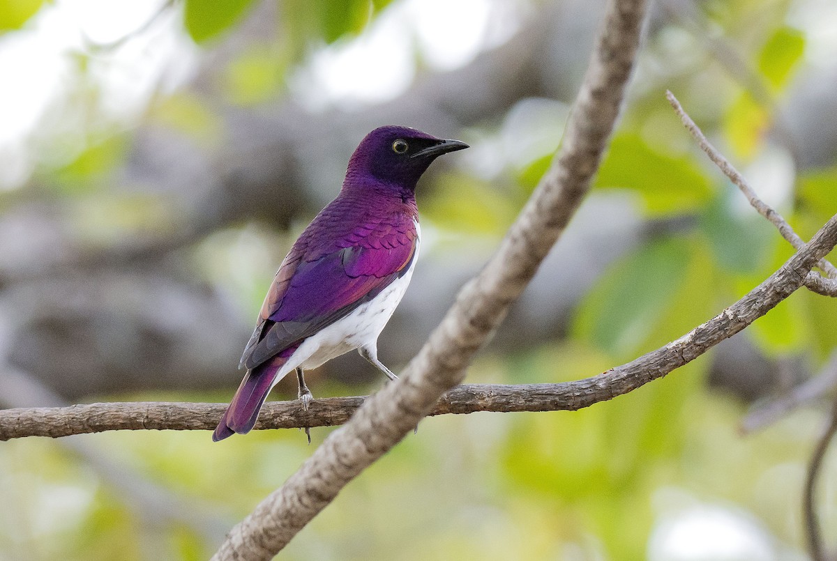 Violet-backed Starling - ML615455770