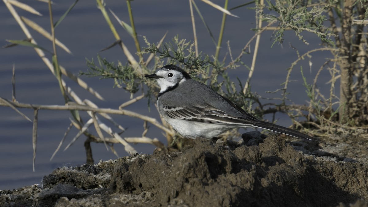 White Wagtail (White-faced) - ML615455774