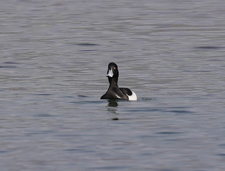 Tufted Duck - ML615455808
