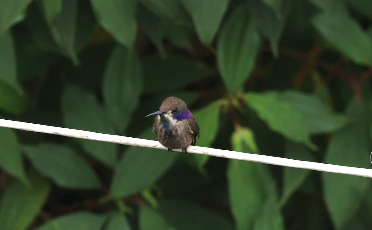 kolibřík fialovouchý - ML615455857