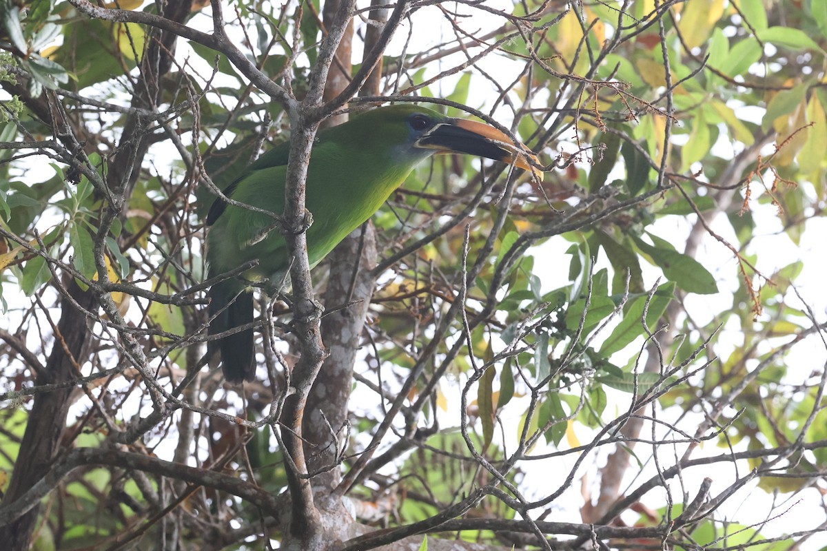 Groove-billed Toucanet (Yellow-billed) - ML615455896