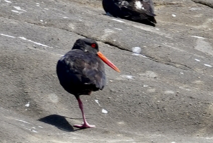 Variable Oystercatcher - Chris Curl