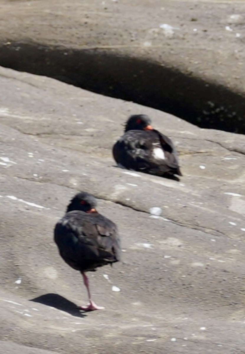 Variable Oystercatcher - Chris Curl