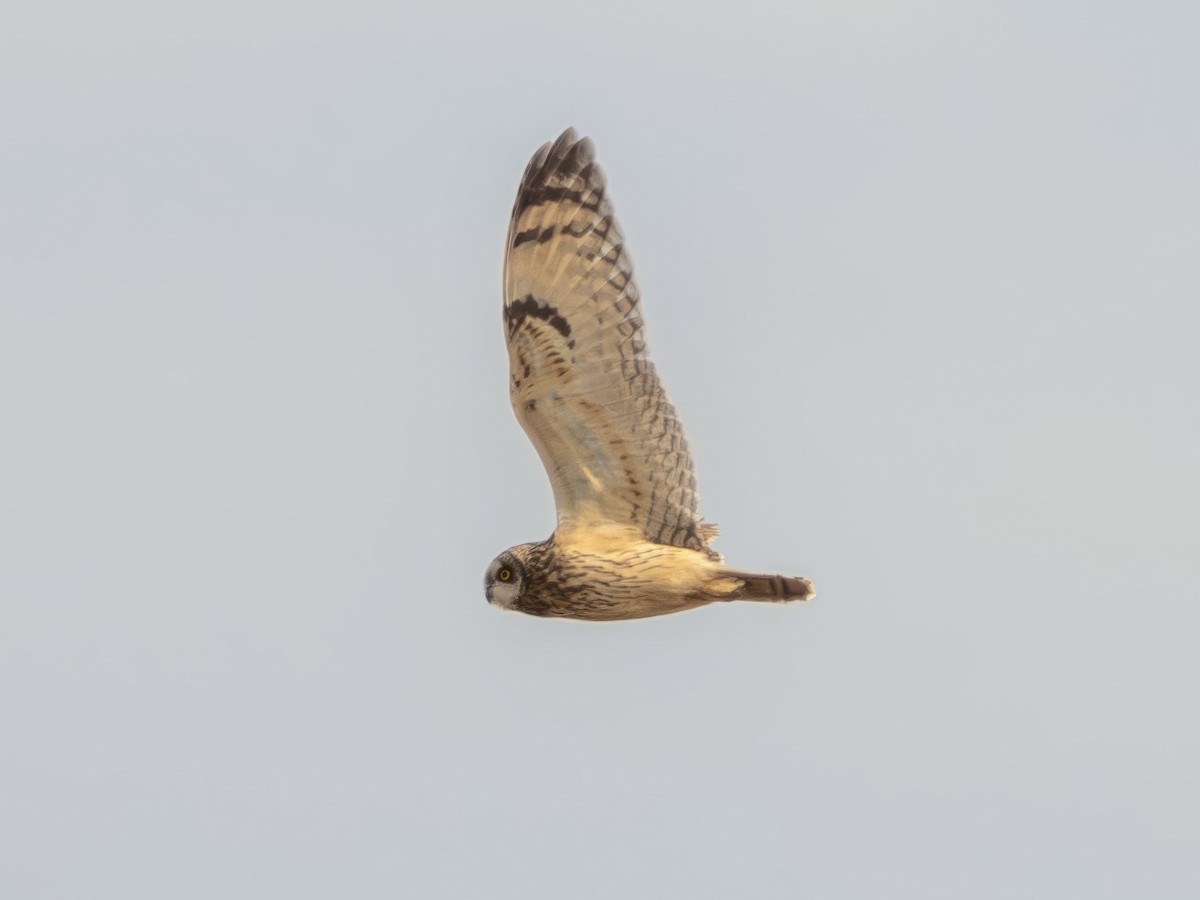 Short-eared Owl - ML615456137