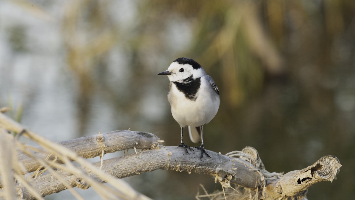White Wagtail (White-faced) - ML615456145
