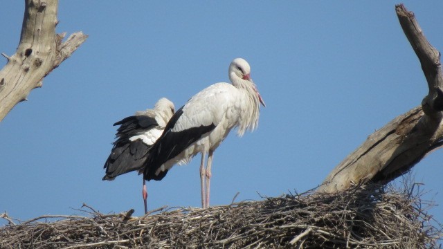 White Stork - Katayoon Mahboubi