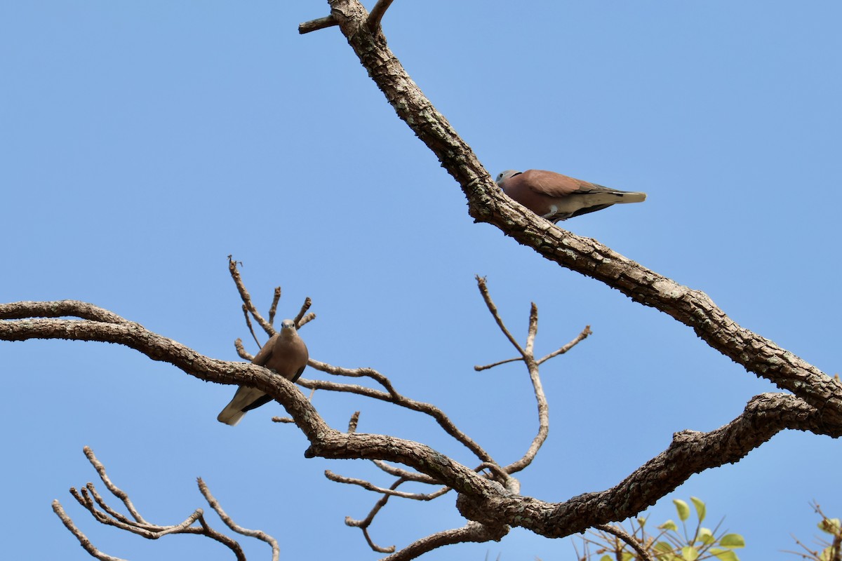 Red Collared-Dove - ML615456332