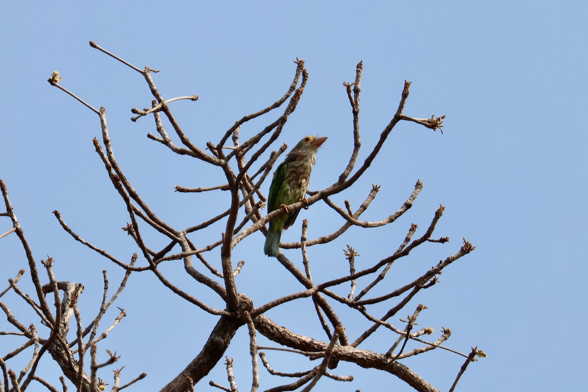 Lineated Barbet - ML615456340