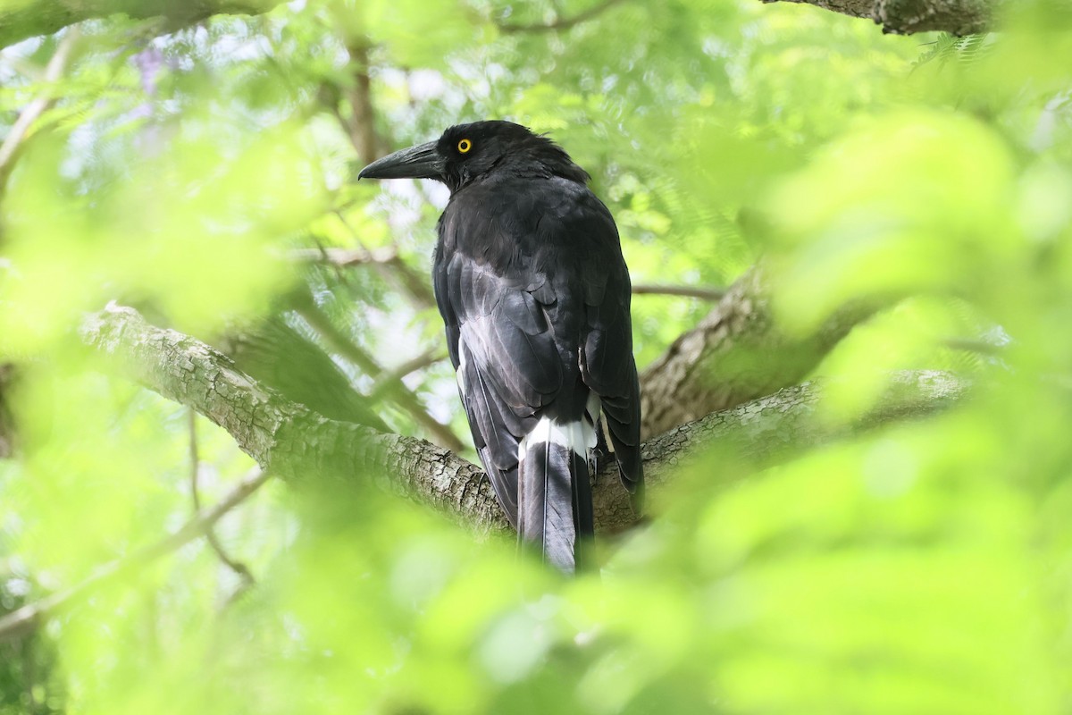 Pied Currawong - ML615456362
