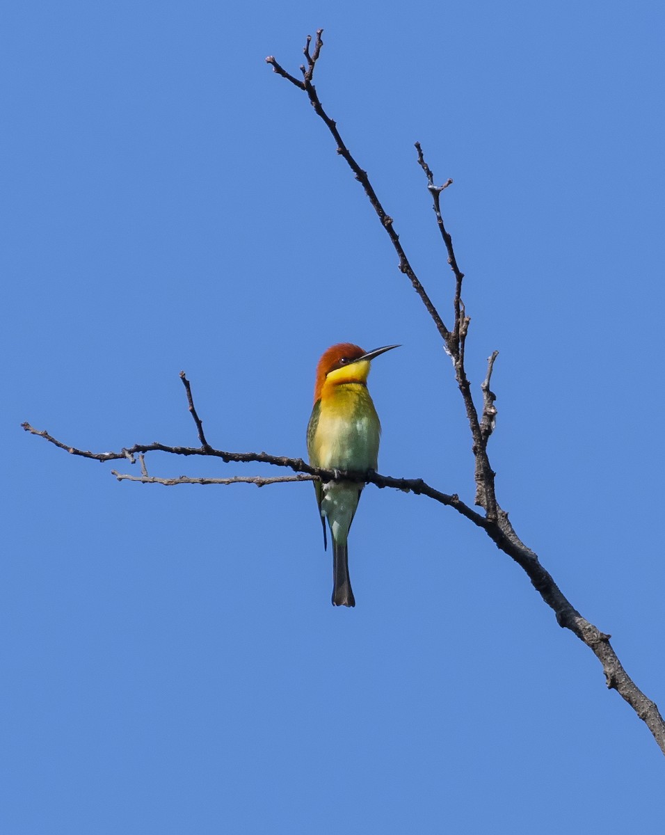 Chestnut-headed Bee-eater - Bidyut De