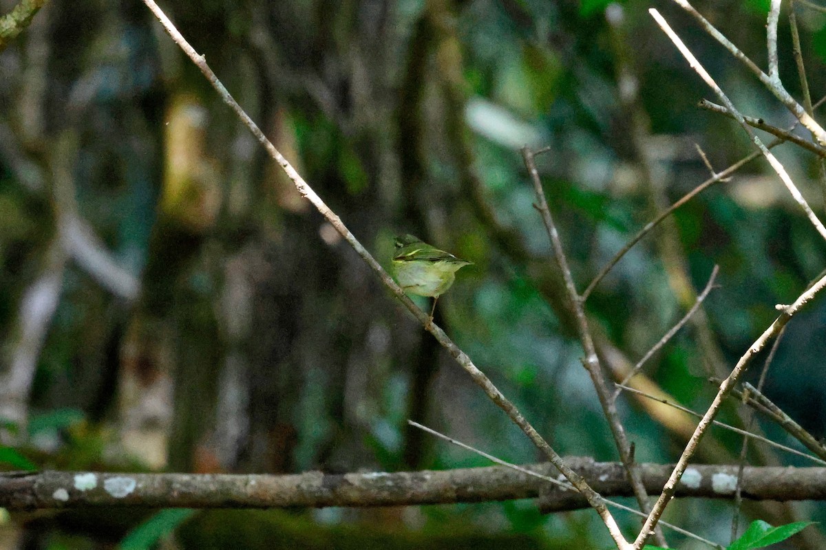 Yellow-browed Warbler - ML615456967