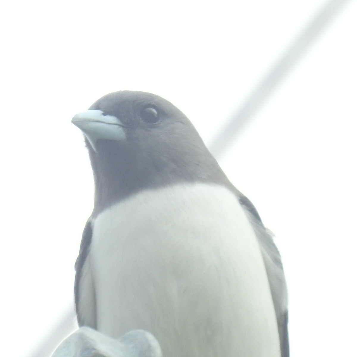 White-breasted Woodswallow - ML615456979