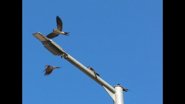 Red-rumped Swallow - ML615457106