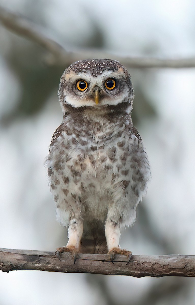 Spotted Owlet - ML615457395