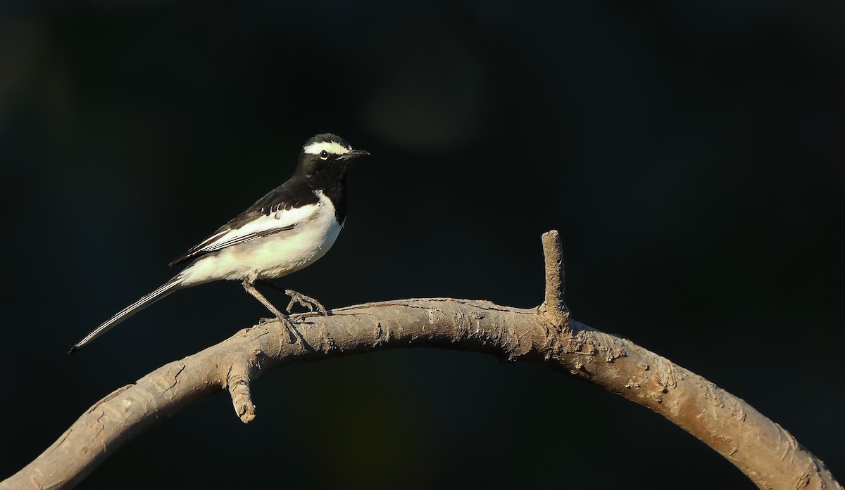 White-browed Wagtail - ML615457397