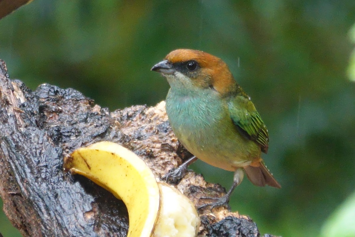 Black-backed Tanager - ML615457516