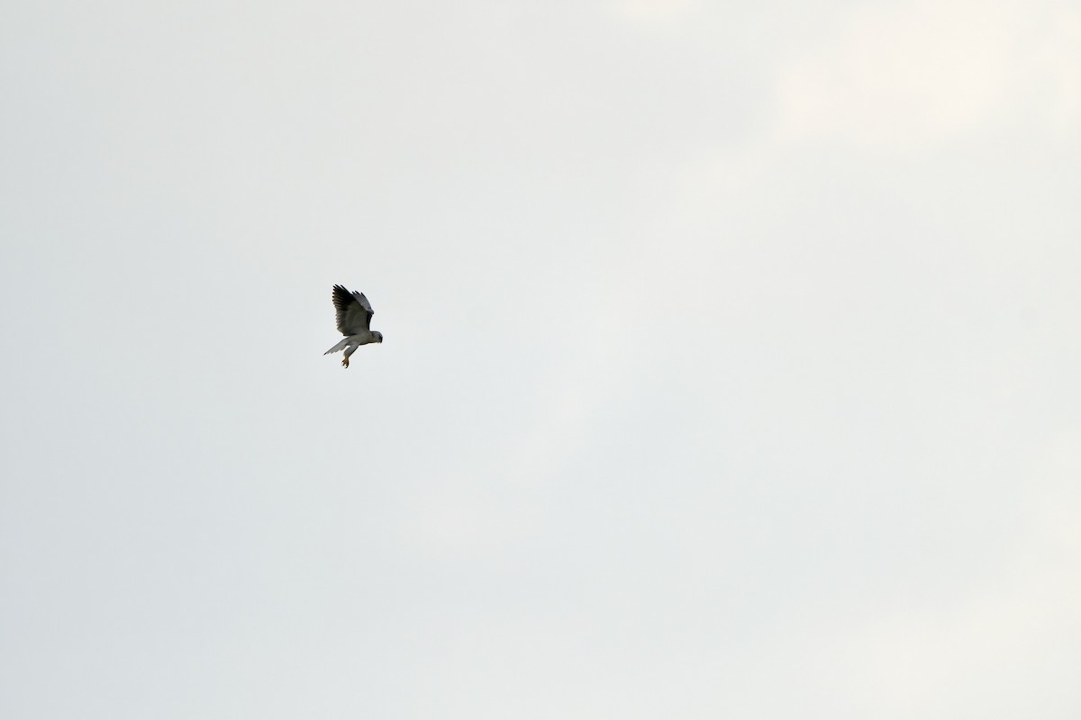 Black-winged Kite (Asian) - Sam Hambly