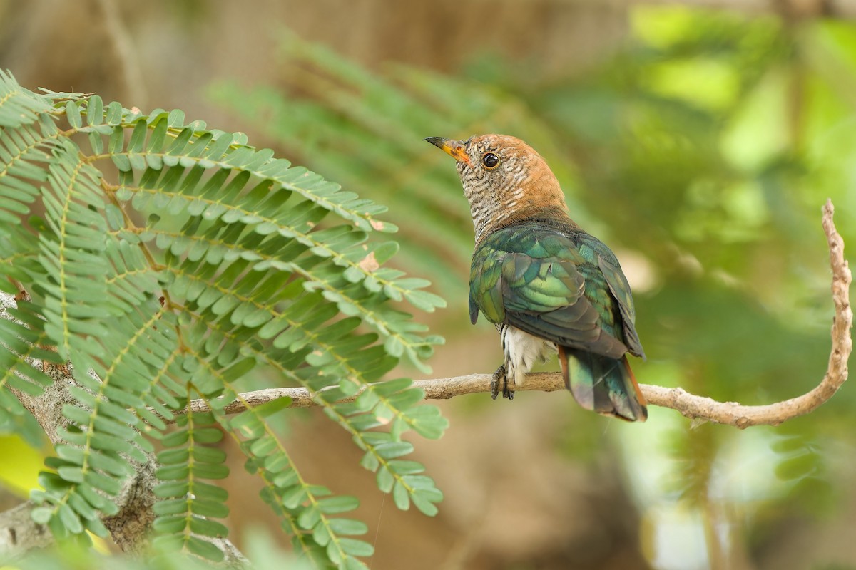 Asian Emerald Cuckoo - ML615457617