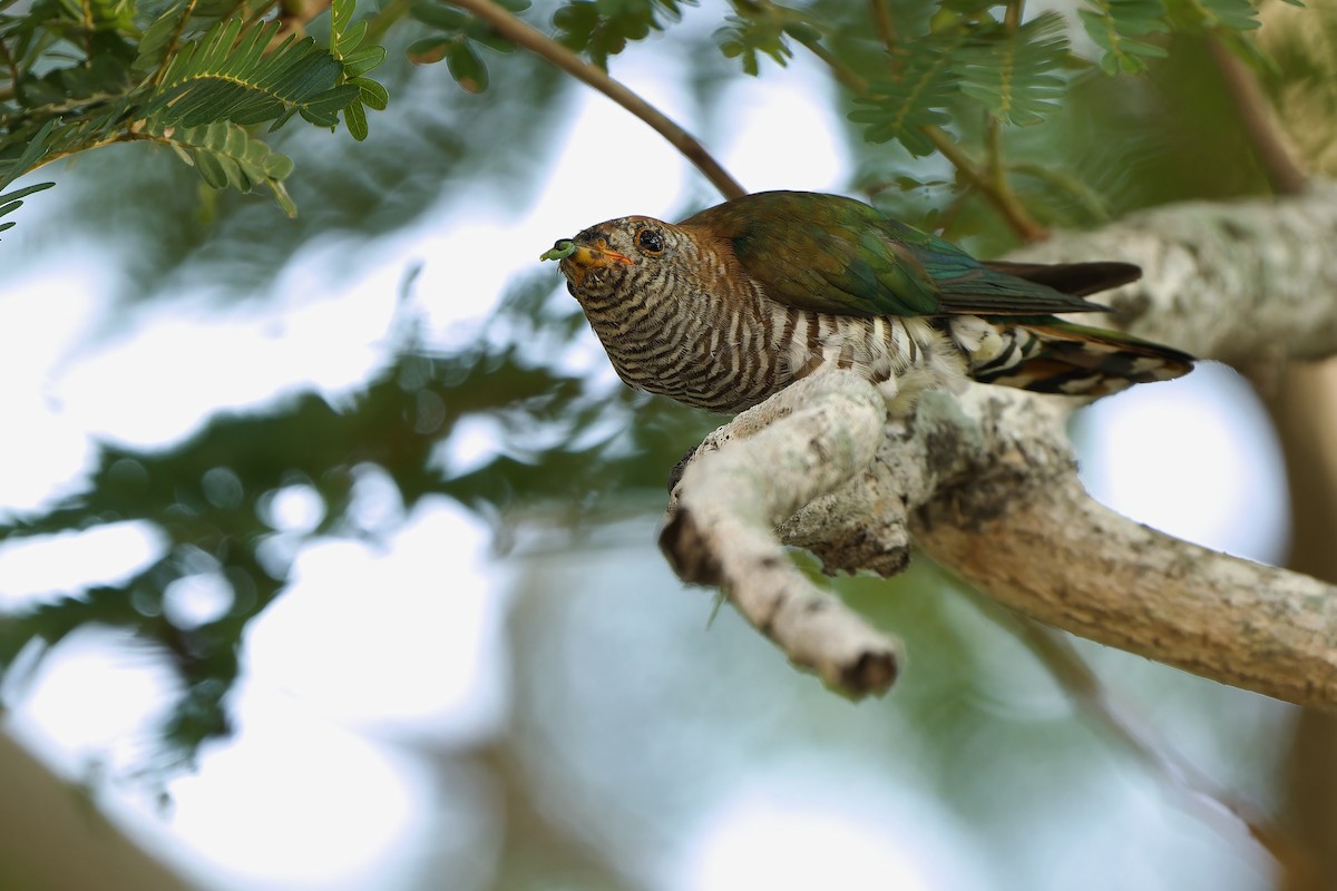 Asian Emerald Cuckoo - Sam Hambly