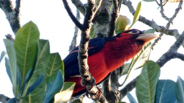 Double-toothed Barbet - ML615457786