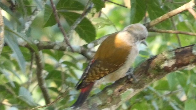 African Gray Woodpecker - ML615457790