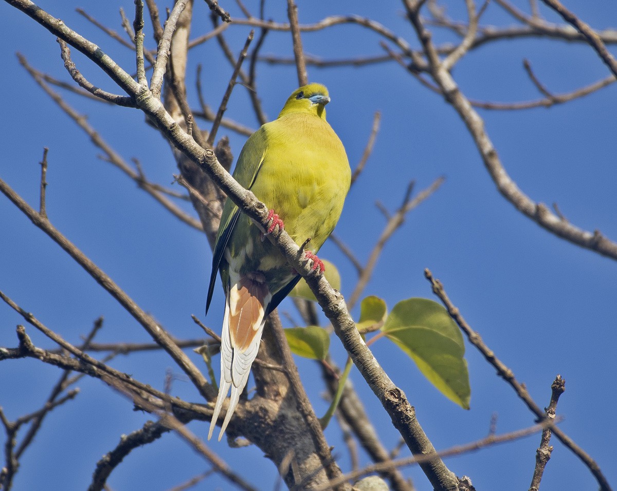 Pin-tailed Green-Pigeon - ML615457930